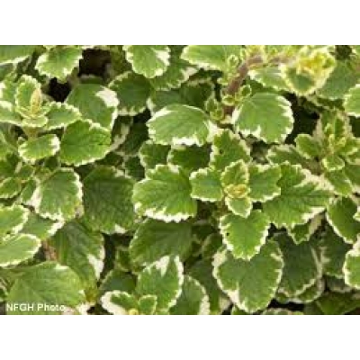 PLECTRANTHUS MADAGASCARIENSIS VARIEGATA 2.5L