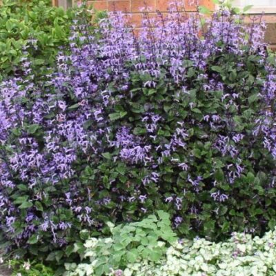 PLECTRANTHUS MONA LAVENDER 2.5L
