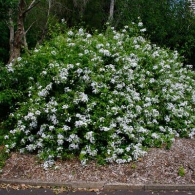 PLUMBAGO CAPENSIS WHITE 2.5L