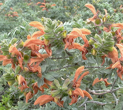 SALVIA AFRICANA LUTEA 2.5L