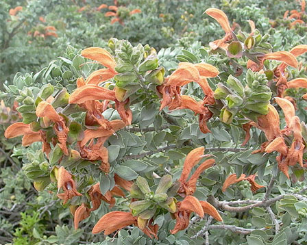 SALVIA AFRICANA LUTEA 2.5L