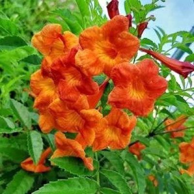 TECOMA ORANGE 2.5L