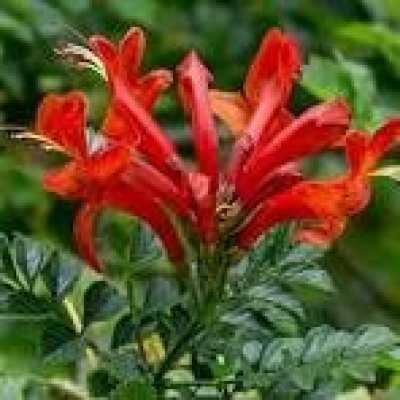 TECOMA RED 2.5L