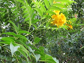 TECOMA YELLOW 2.5L