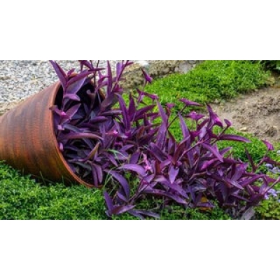 TRADESCANTIA POT