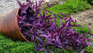 TRADESCANTIA POT