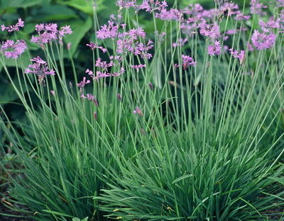 TULBAGHIA VIOLACEA 1L
