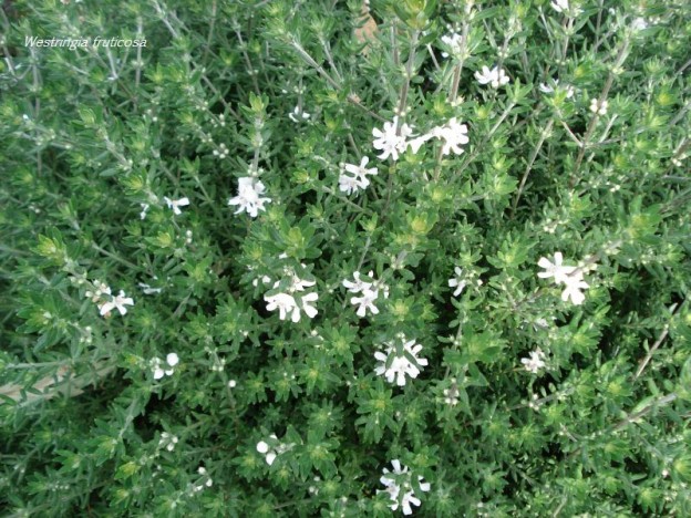 WESTRINGEA WHITE 2.5L