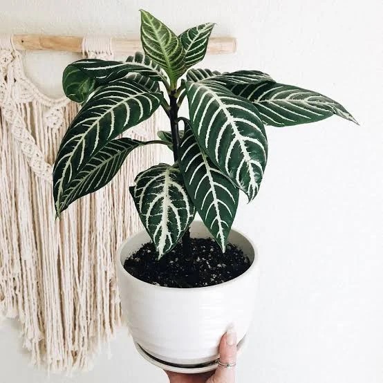 APHELANDRA ZEBRA PLANT 15CM