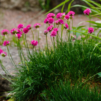 ARMERIA MINISTICKS VARIOUS 2.5L