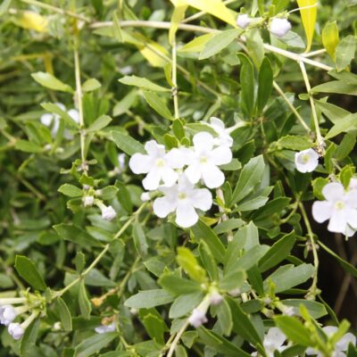 FREYLINIA TROPICA WHITE 2.5L