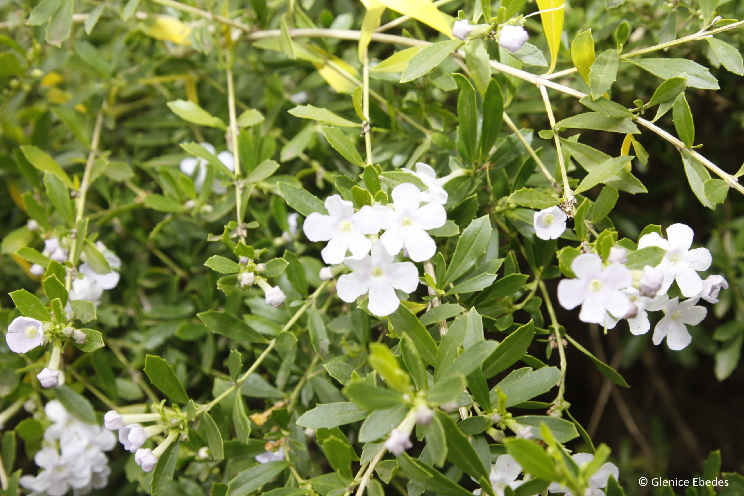 FREYLINIA TROPICA WHITE 2.5L