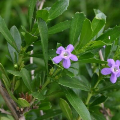 FREYLINIA TROPICA BLUE 2.5L