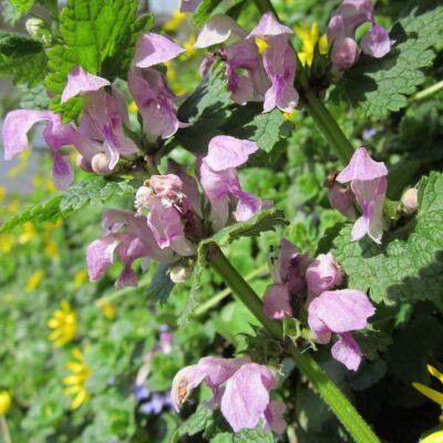 LAMIUM MACULATA 15CM POT