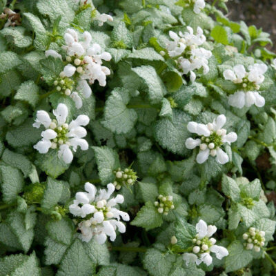 LAMIUM WHITE NANCY 15CM POT
