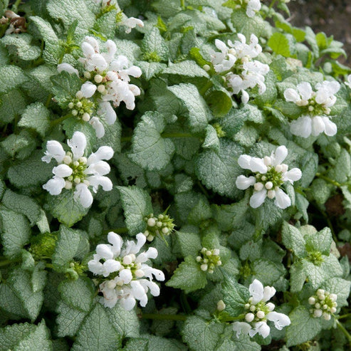LAMIUM WHITE NANCY 15CM POT