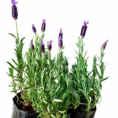 LAVANDULA STOECHAS 15CM POT