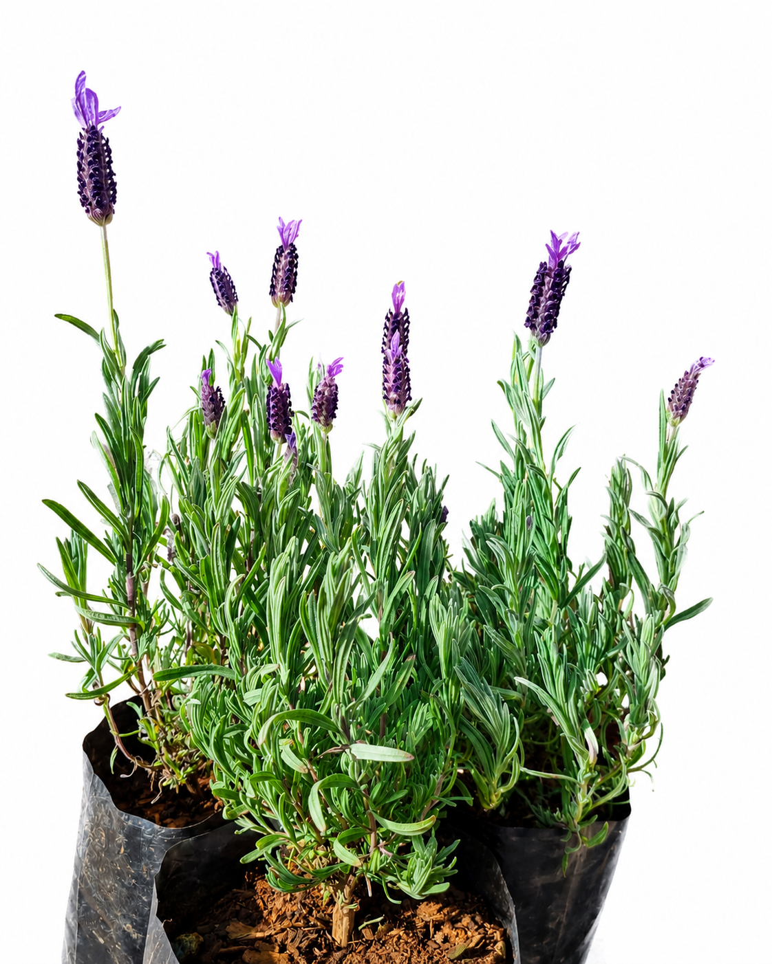 LAVANDULA STOECHAS 15CM POT