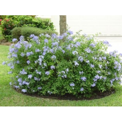 PLUMBAGO CAPENSIS BLUE 2.5L