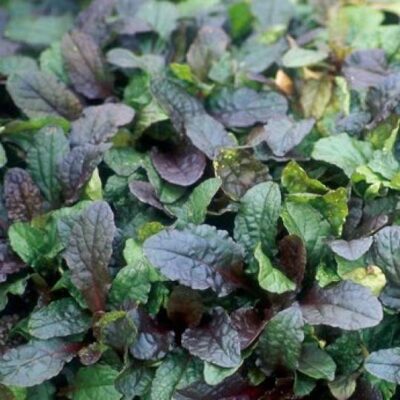 AJUGA REPTANS PURPLE BROCADE 15CM POT