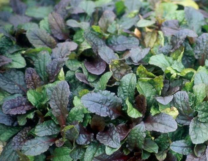 AJUGA REPTANS PURPLE BROCADE 15CM POT