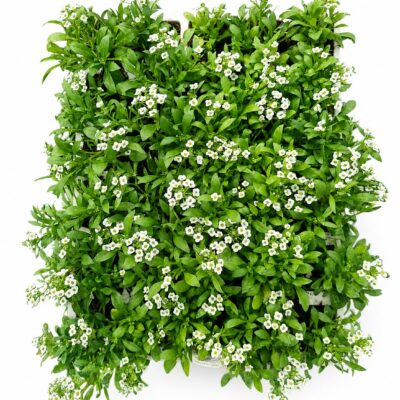 ALYSSUM VARIOUS 30 PACKS