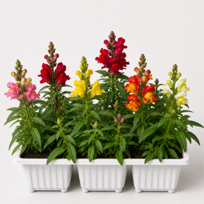 ANTHIRRHINUM MIX 6 PACK