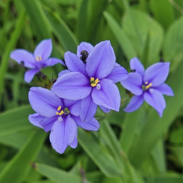 ARISTEA ECKLONII 2.5L