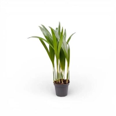 ARECA BAMBOO PALM 19CM
