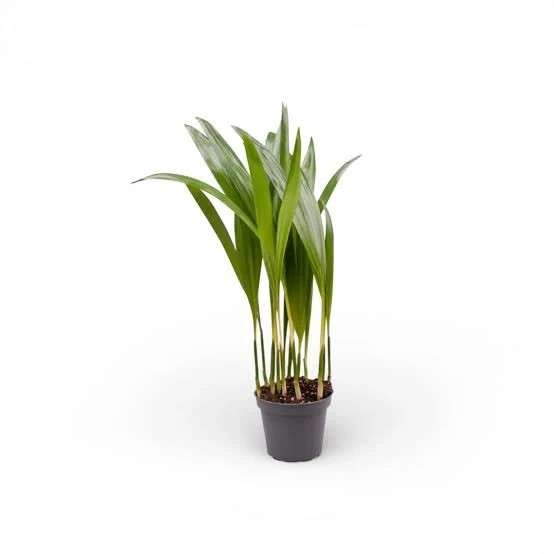 ARECA BAMBOO PALM 19CM