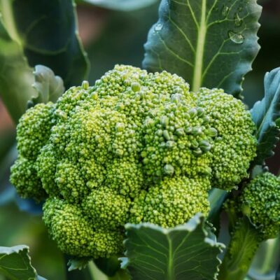 BROCCOLI SEEDLINGS 6 PACK