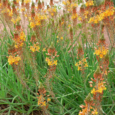 BULBINE FRUITESENS 15CM POT