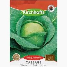 CABBAGE GLORY OF ENKHUIZEN SEEDS