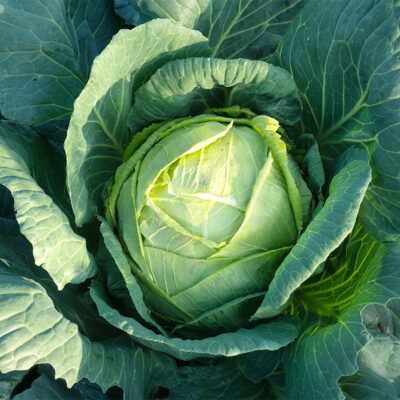 CABBAGE GREEN SEEDLINGS 6 PACK