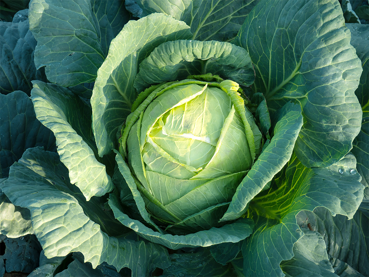 CABBAGE GREEN SEEDLINGS 6 PACK
