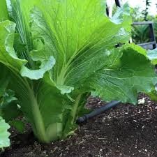 CHINESE CABBAGE SEEDLINGS 6 PACK