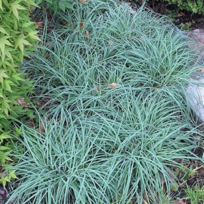 CAREX CHINA BLUE 2.5LT