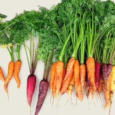 CARROT VARIOUS SEEDLINGS 6 PACK