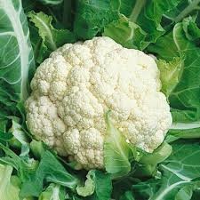 CAULIFLOWER SEEDLINGS 6 PACK