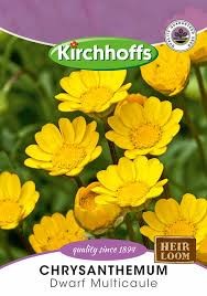 CHRYSANTHEMUM MULTICAULE SEEDS