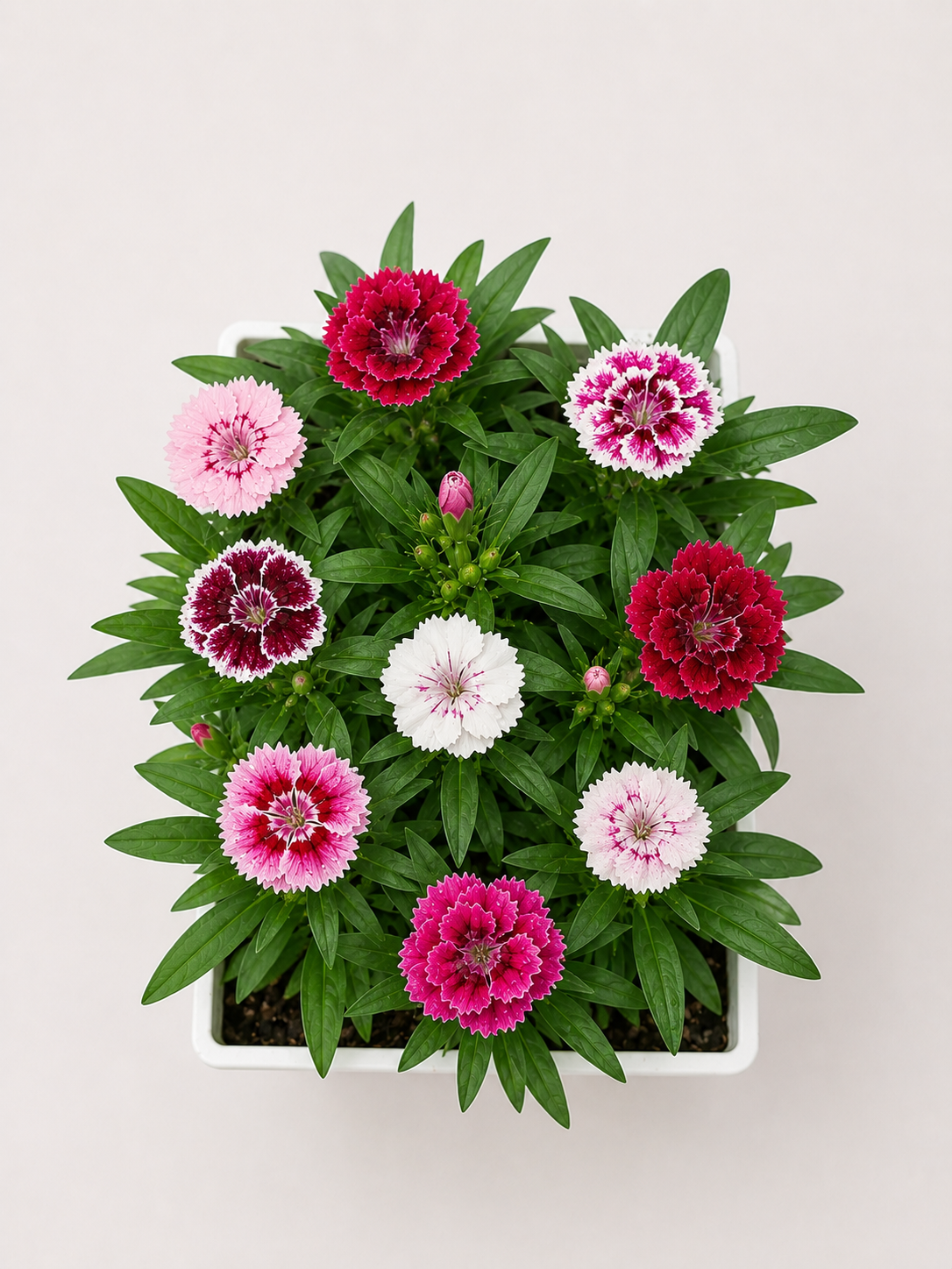 DIANTHUS MIX 6 PACK