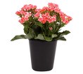 KALANCHOE CALANDIVA MAGENTA 15CM