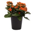 KALANCHOE CALANDIVA ORANGE 15CM