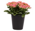 KALANCHOE CALANDIVA PINK 15CM