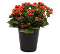 KALANCHOE CALANDIVA RED 15CM