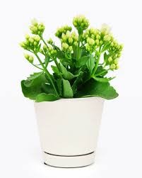 KALANCHOE CALANDIVA WHITE 15CM