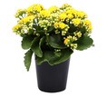 KALANCHOE CALANDIVA YELLOW 15CM