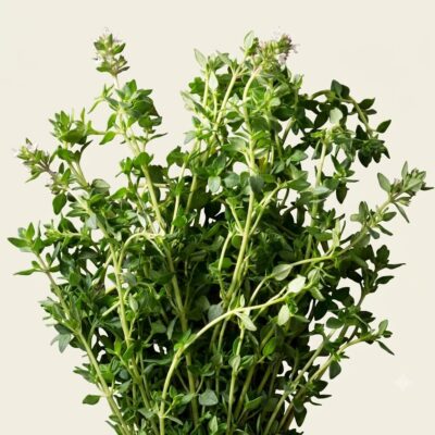 ENGLISH THYME 6 PACK