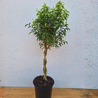 FICUS BENJAMINA NATASHA PLAITED 19CM