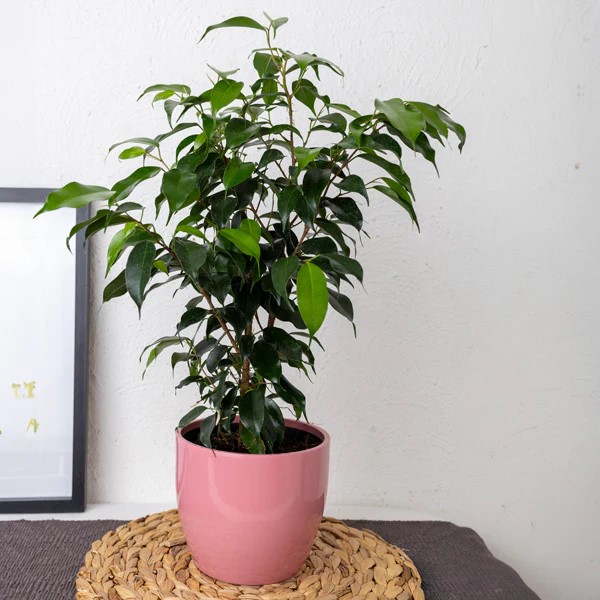 FICUS BENJAMINA 30CM
